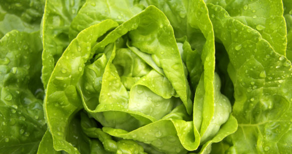 Bibb Lettuce Salad with Toasted Walnuts, Rosemary, Pears  and Rhubarb Vinaigrette