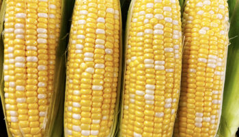 Corn on the Cob