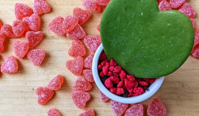For your sullen-but-lovable teen: Sour Peachy Hearts and a Cool Cacti