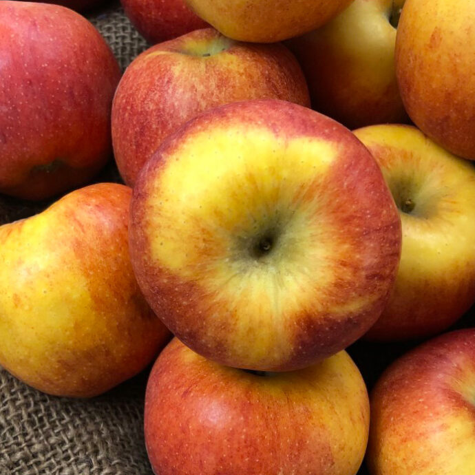 Locally grown apples on a burlap bag